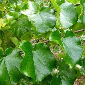 Cercis canadensis var. texensis Oklahoma