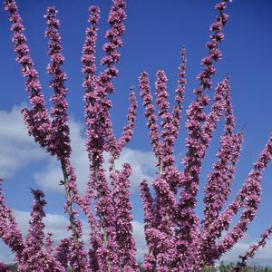 Cercis chinensis Avondale