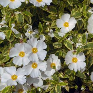 Cistus corbariensis Little Miss Sunshine