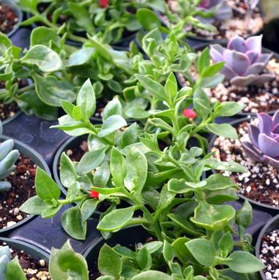 Aptenia cordifolia Red Apple