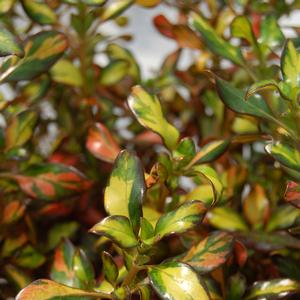 Coprosma Evening Glow