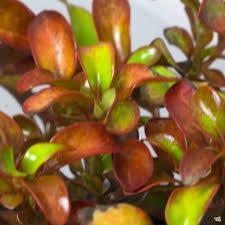 Coprosma repens Pina Colada