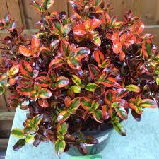 Coprosma repens Tequila Sunrise