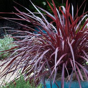 Cordyline Design-A-Line™