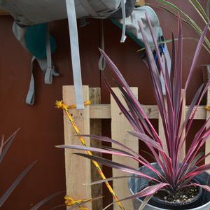 Cordyline Dance™ Paso Doble