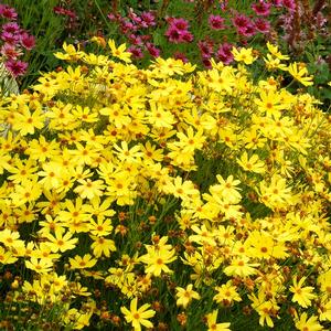 Coreopsis Jewel™ Citrine