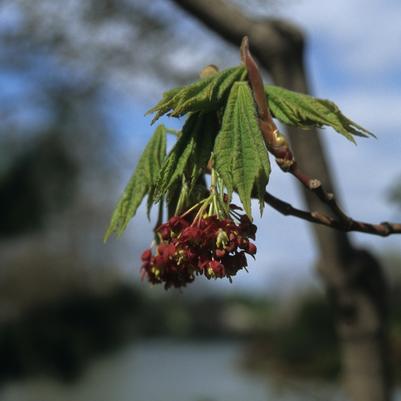 Acer japonicum Vitifolium