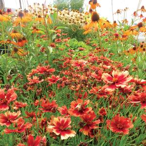Coreopsis Jewel™ Desert Coral
