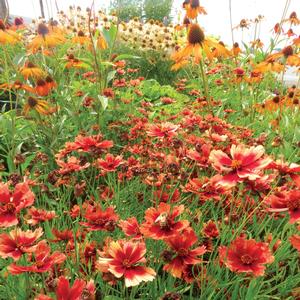 Coreopsis Jewel™ Desert Coral