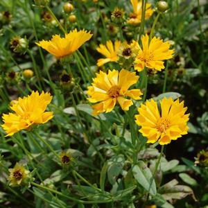 Coreopsis grandiflora Jethro Tull