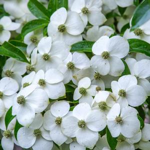 Cornus angustata Empress of China®