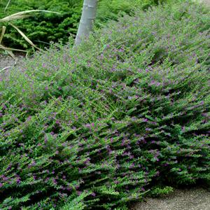 Cuphea hyssopifolia Magenta