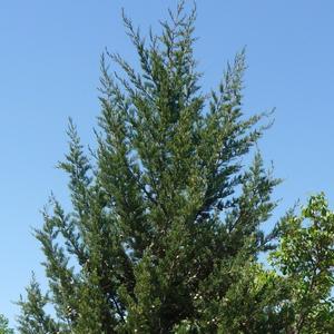 Cupressus sempervirens 