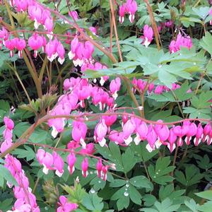 Dicentra spectabilis 