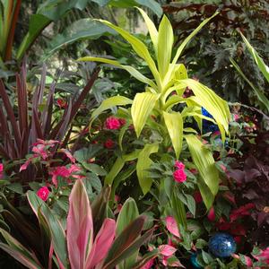 Dracaena fragrans Limelight