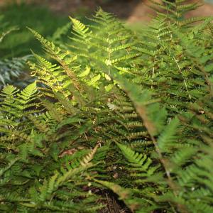 Dryopteris erythrosora 