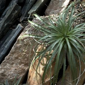 Dyckia marnier 