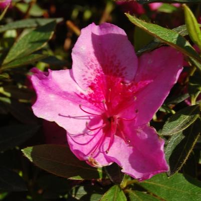 Azalea Southern Indica hybrid Mistral