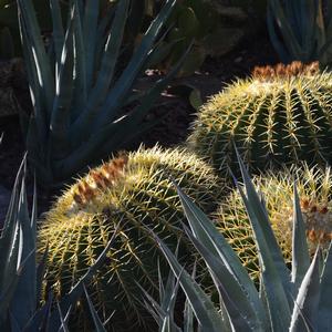 Echinocactus grusonii 