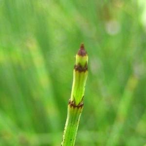 Equisetum hyemale 