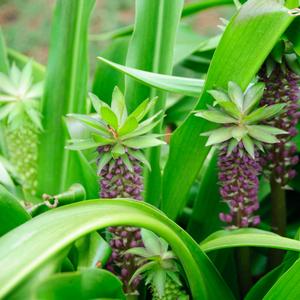 Eucomis comosa Tugela Jade