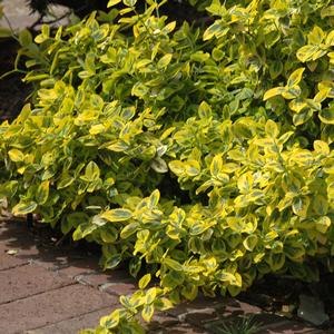 Euonymus fortunei Emerald n' Gold