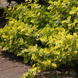 Euonymus fortunei Emerald n' Gold