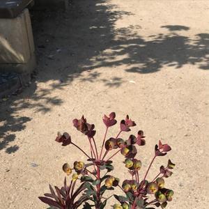 Euphorbia Miner's Merlot