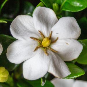 Gardenia Diamond Spire®