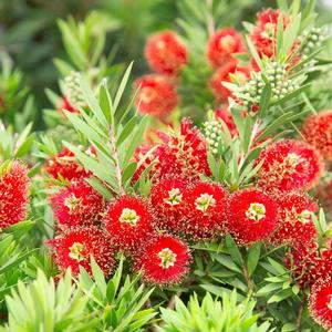 Callistemon viminalis Light Show&reg;