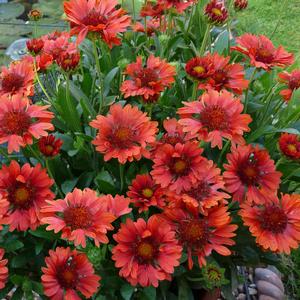 Gaillardia Realflor® Celebration