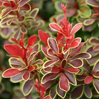 Berberis thunbergii Admiration
