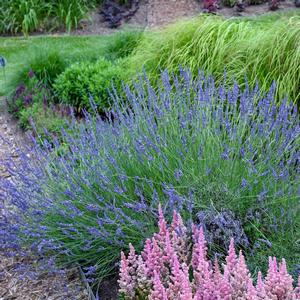 Lavandula x intermedia Phenomenal