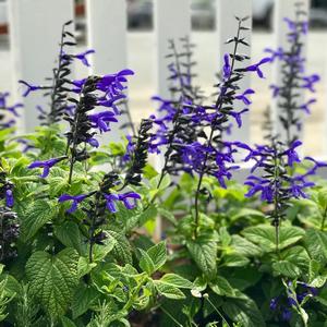 Salvia guaranitica Nectar Blue&trade;