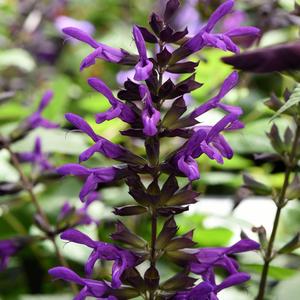 Salvia guaranitica Nectar Purple&trade;