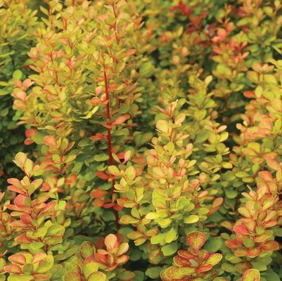 Berberis thunbergii Orange Torch