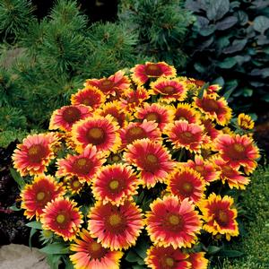 Gaillardia Arizona Sun