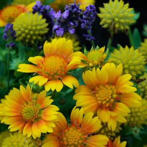 Gaillardia aristata Arizona Apricot