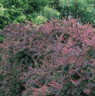 Berberis thunbergii Rose Glow