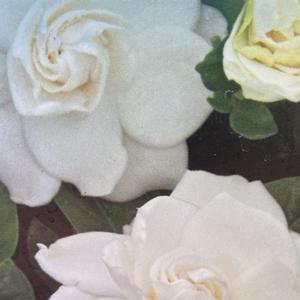 Gardenia jasminoides First Love® Aimee