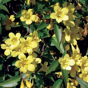 Gelsemium sempervirens 