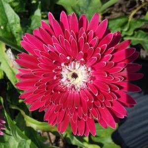 Gerbera Garvinea&reg; Majestic Burgundy
