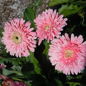 Gerbera Garvinea&reg; Majestic Light Pink