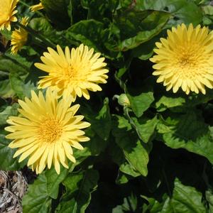 Gerbera Garvinea® Majestic Yellow
