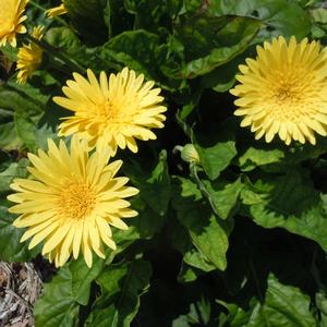 Gerbera Garvinea® Majestic Yellow