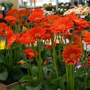 Gerbera Garvinea® Sweet Glow