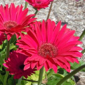 Gerbera Garvinea® Sweet Sparkle