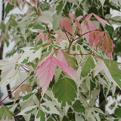 Acer negundo Flamingo