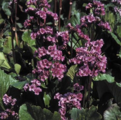 Bergenia cordifolia Red Beauty