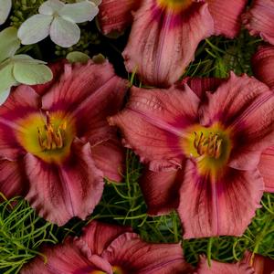 Hemerocallis Rosy Returns